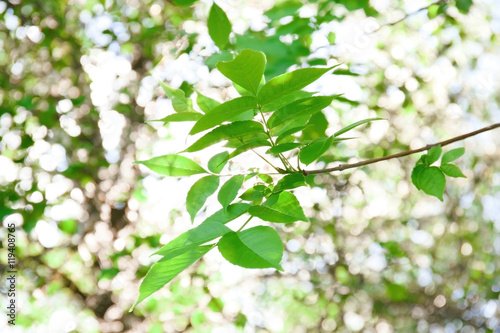 Green foliage, closeup
