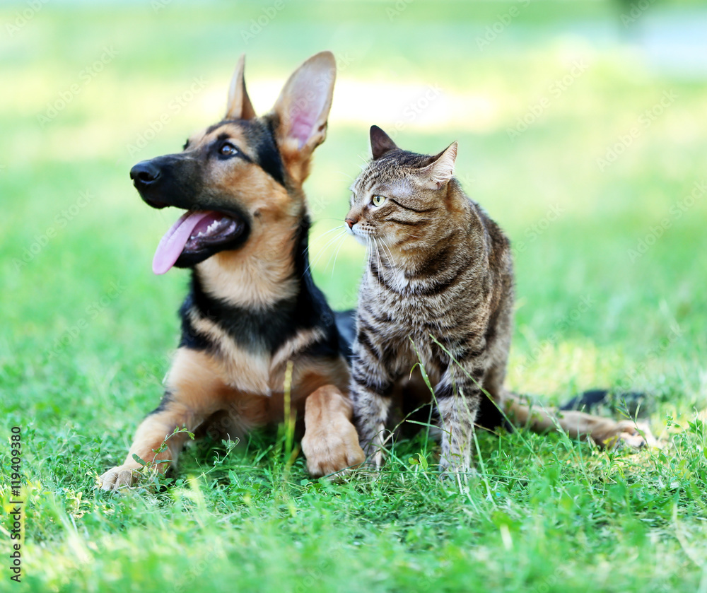 Cute dog and cat on green grass