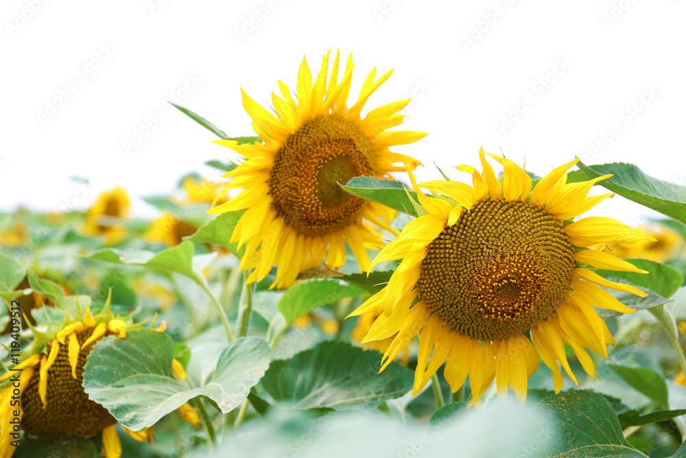Sunflower field with blue sky Sunflower field with blue sky