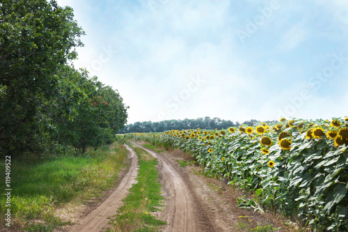 Road in sunflower field