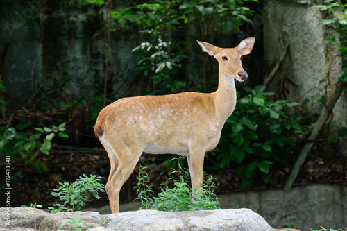 Burmese brow-antlered deer or Rucervus eldii thamin. photo
