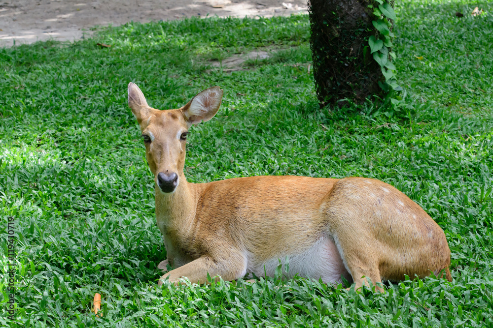Burmese brow-antlered deer or Rucervus eldii thamin. Burmese brow-antlered deer or Rucervus eldii thamin.
