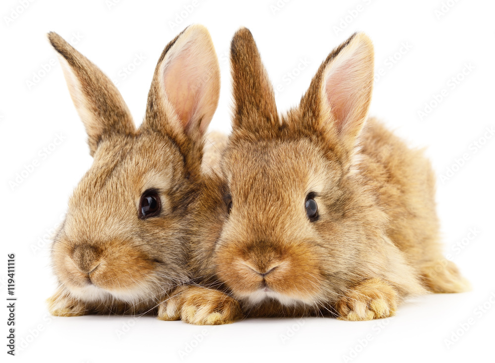 Two brown rabbits.