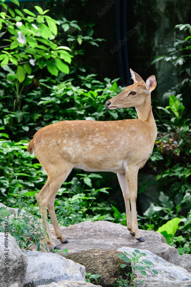 Burmese brow-antlered deer or Rucervus eldii thamin. Burmese brow-antlered deer or Rucervus eldii thamin.