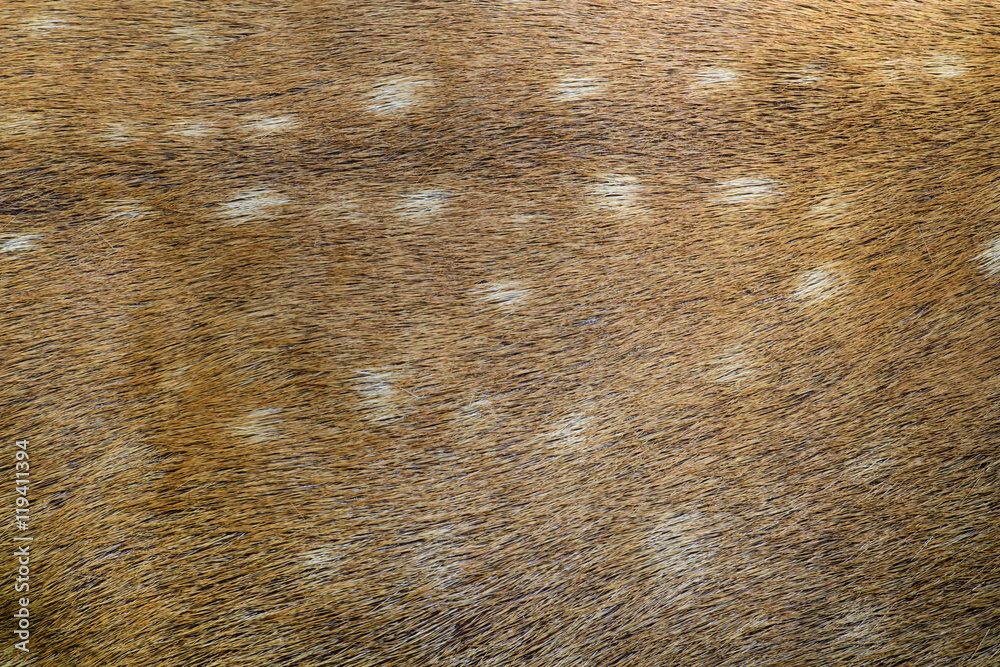 Obraz premium Burmese Brow-Antlered Deer skin texture.