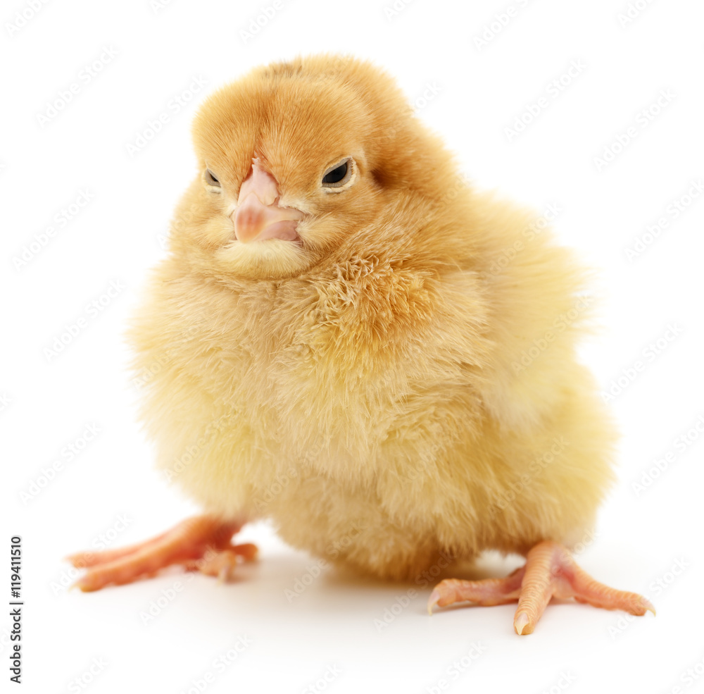 Fototapeta premium Small yellow chicken.