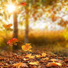 Beautiful autumn landscape with yellow trees and sun. 