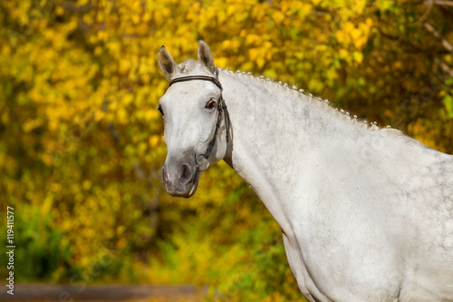 White horse  against autumn yellow trees