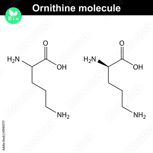Ornithine molecular structure photo