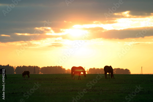 beautiful silhouettes of horses grazing in a meadow