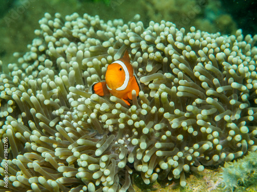 anemone fish at underwater, philippines