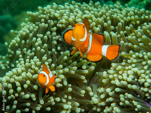 anemone fish at underwater, philippines