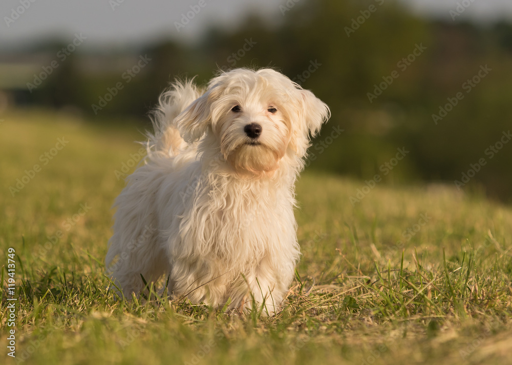 Havaneser Hund Welpe spielt auf der Wiese Havaneser Hund Welpe spielt auf der Wiese