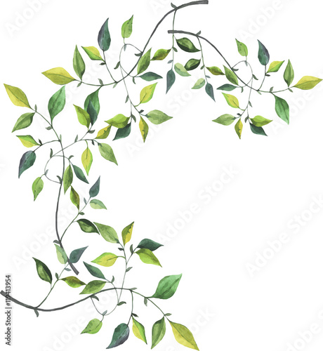 Green branches drawn by watercolor on white background. Hand drawn vector illustration.
