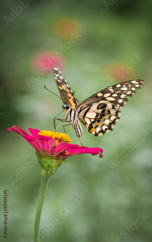Beautiful Monarch Butterfly on flower © EmBaSy