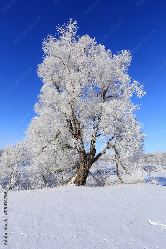 winter landscape