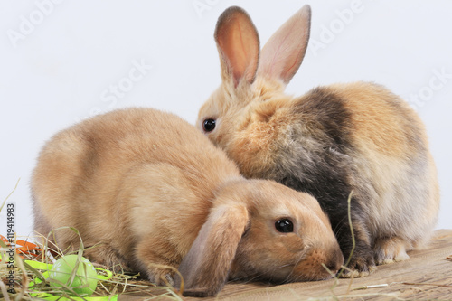 pair of rabbits
