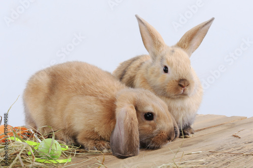 pair of rabbits