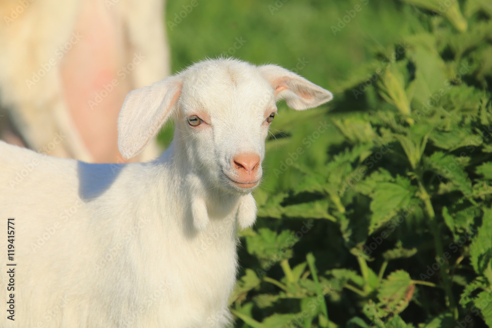 Goat with kids on a meadow