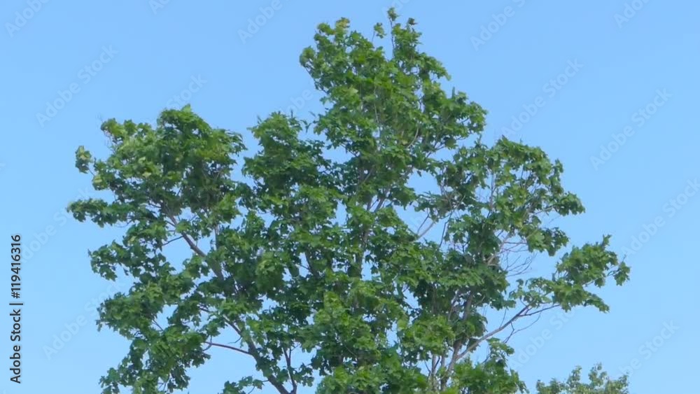 Beautiful big tree strong wind against the blue sky. Beautiful big tree strong wind against the blue sky.