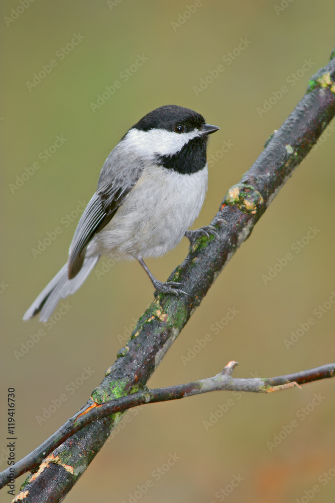 Naklejka premium Carolina chickadee Perched