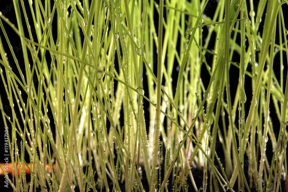 Obraz premium young green grass