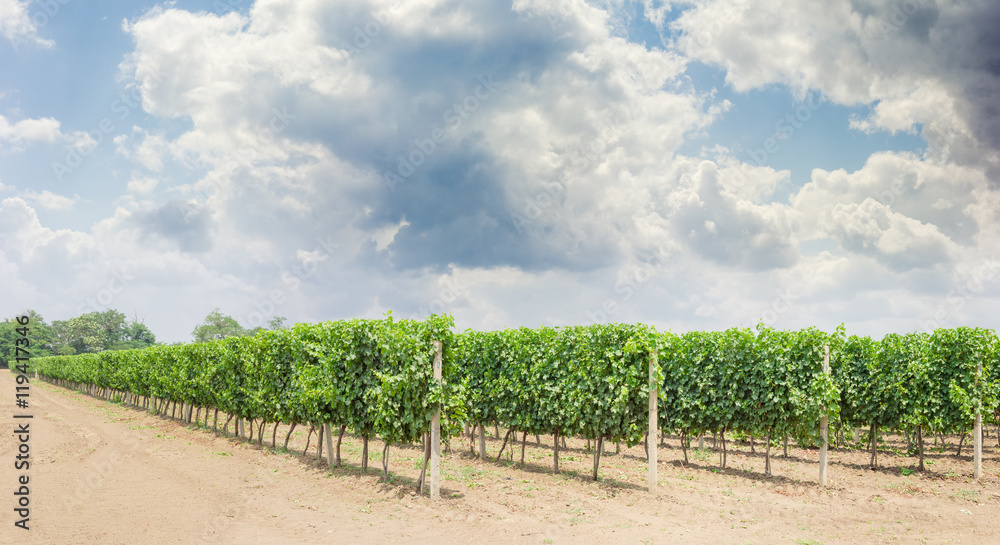 Fototapeta premium Vineyard with ripening grapes against of the sky with clouds