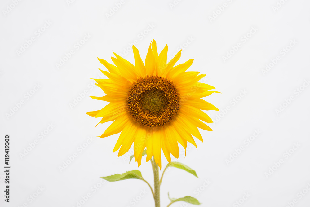 Obraz premium ヒマワリの花