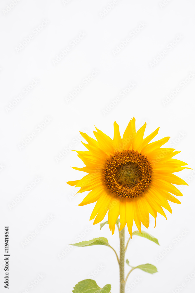 Obraz premium ヒマワリの花