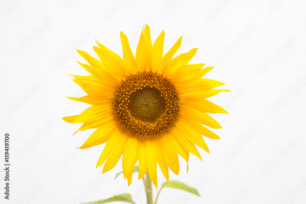 Fototapeta premium ヒマワリの花