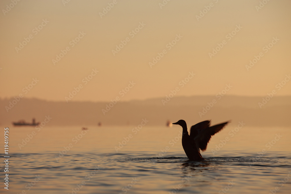 Stockente mit flatternden Flügeln beim Morgenbad im See