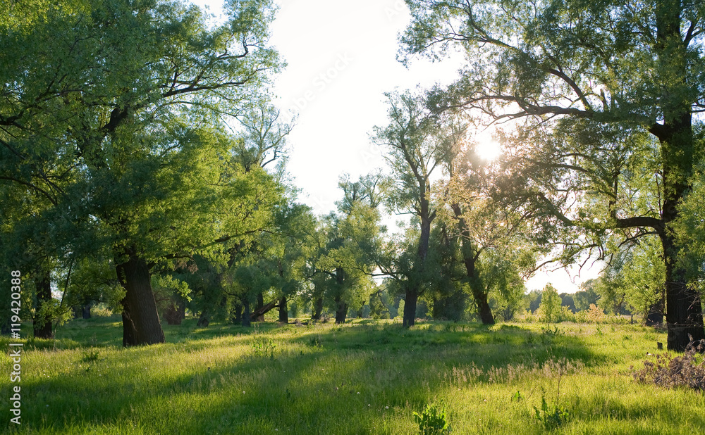 morning in an oak grove morning in an oak grove