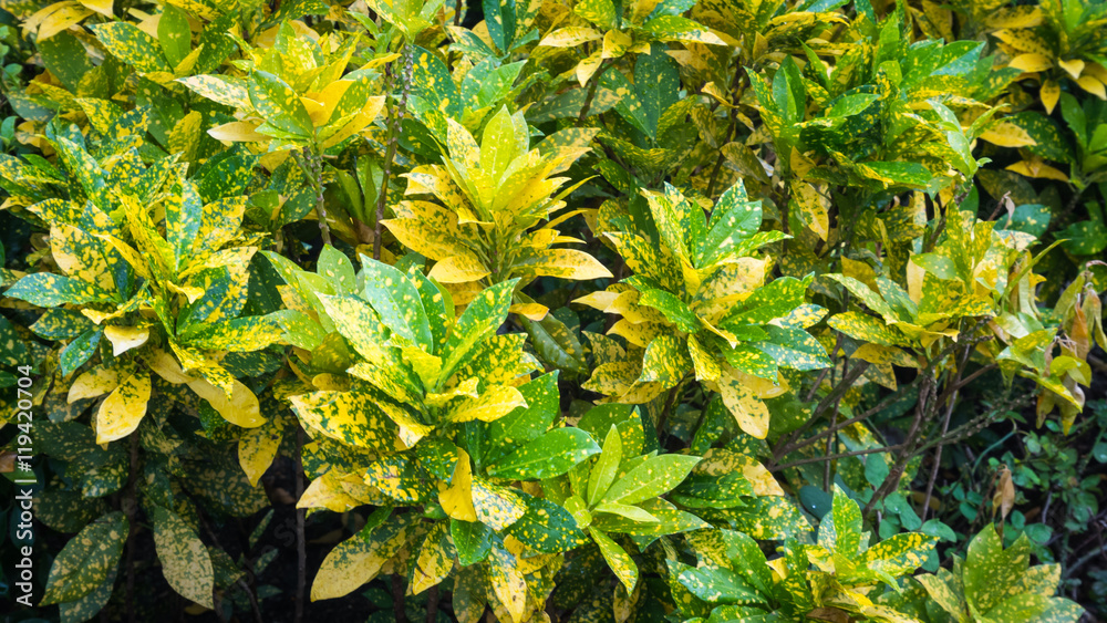 Codiaeum variegatium or croton background Codiaeum variegatium or croton background