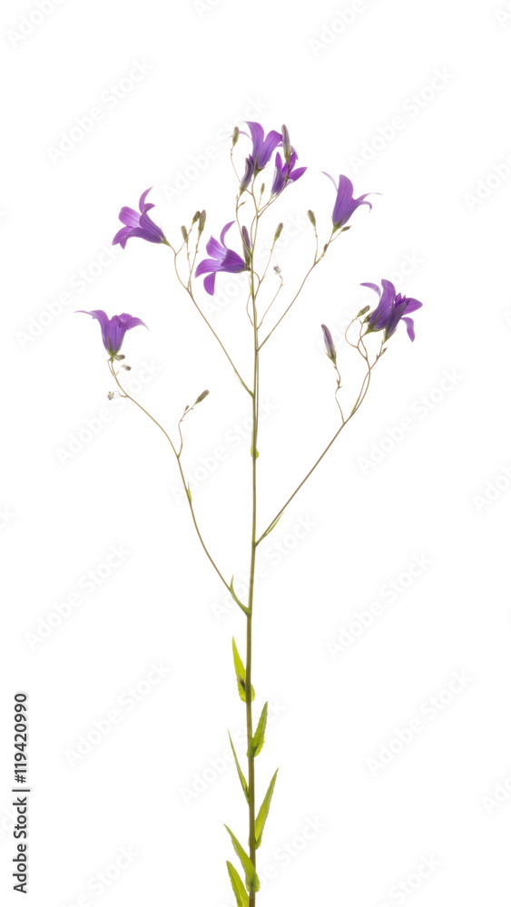 Flowers wild lilac-purple bell Flowers wild lilac-purple bell