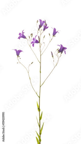 Flowers wild lilac-purple bell © Ekaterina Andreeva
