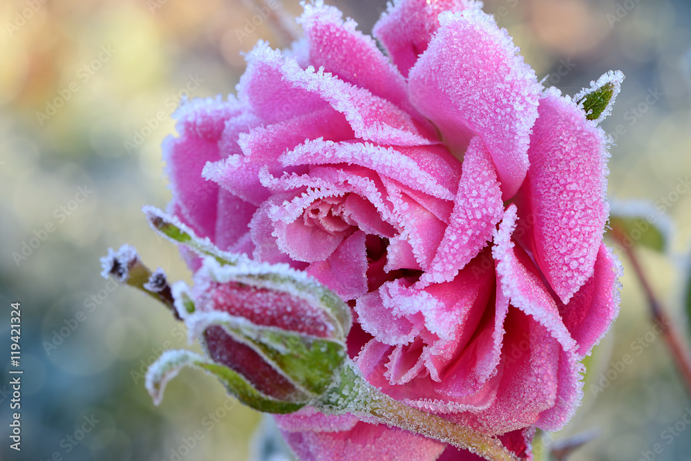 Fototapeta premium Blumen 536