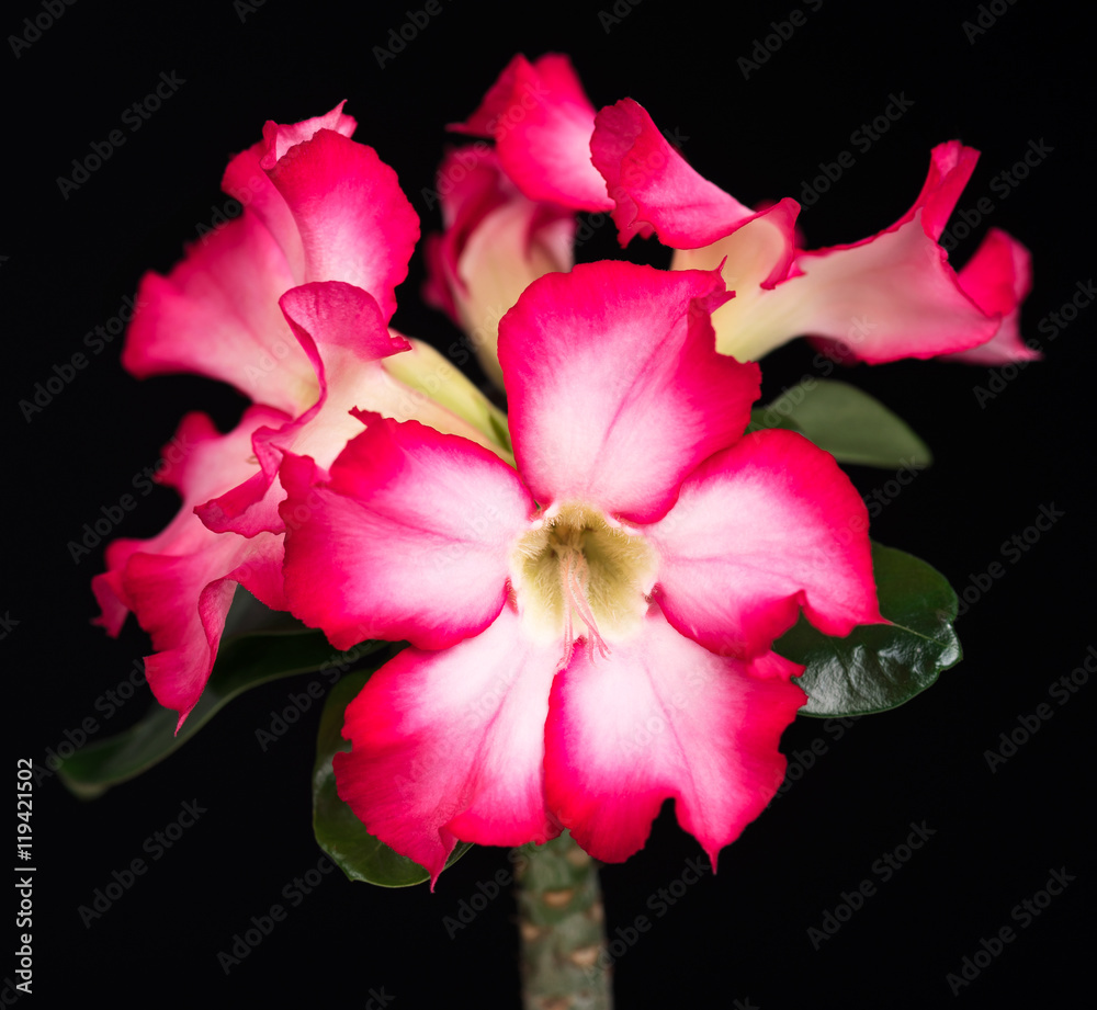 Fototapeta premium Blossoming Desert rose