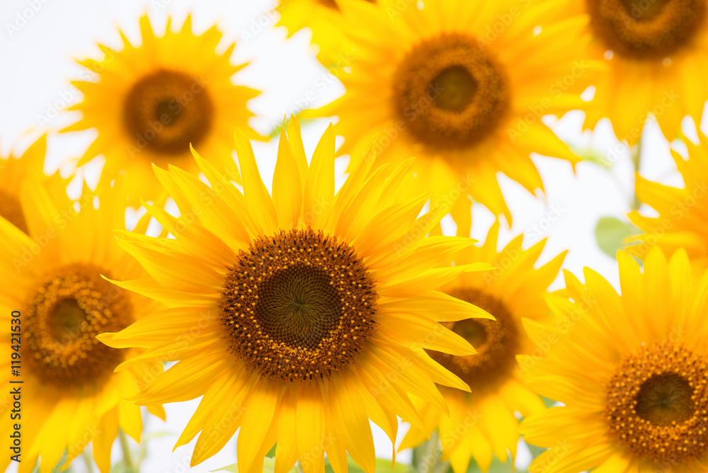 Fototapeta premium ヒマワリの花