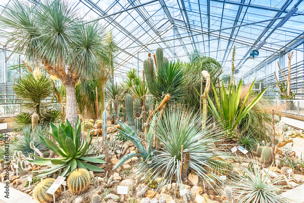 Fototapeta premium Palm trees in greenhouse