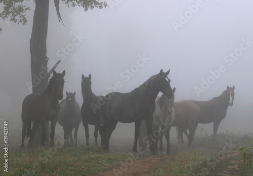 Horses in the mist © salman2