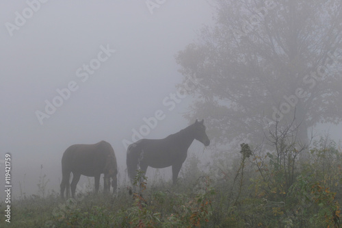 Horses in the mist © salman2