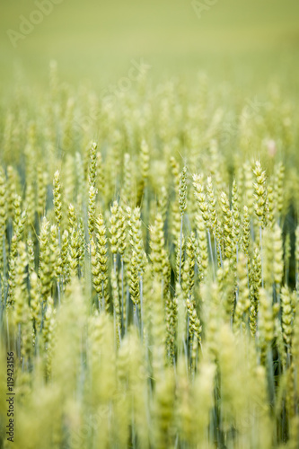 Common Wheat © ansaharju