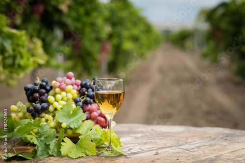 White wine in vineyard.