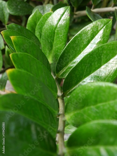 Wallpaper Mural pot tree Torontodigital.ca