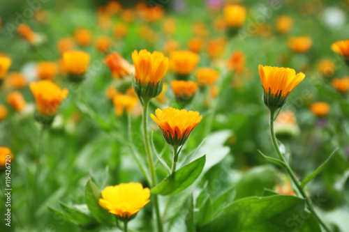 Bright orange flowers on a field