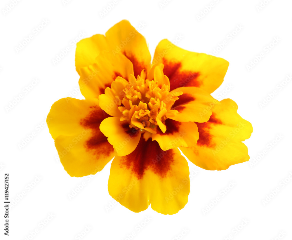 Beautiful yellow flower, isolated on white Beautiful yellow flower, isolated on white