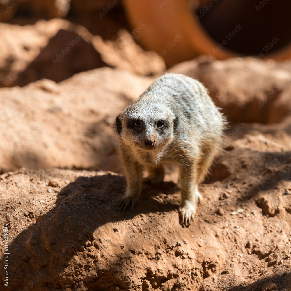 Fototapeta premium Meerkat stands guard (Suricata suricatta)