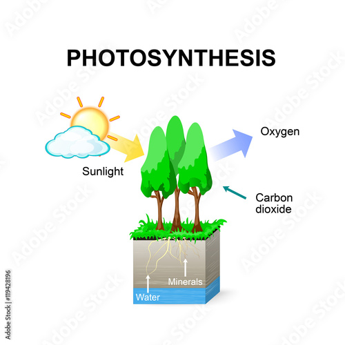 photosynthesis