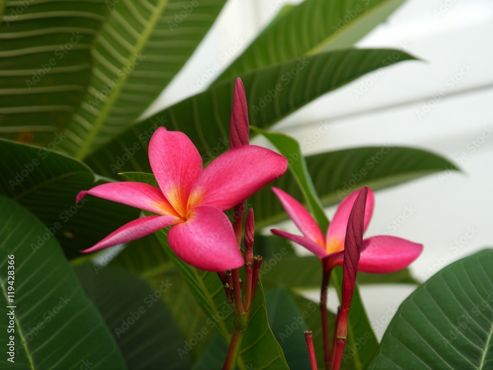 Pink Frangipani flowers