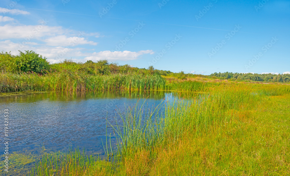 Shore of a lake in summer